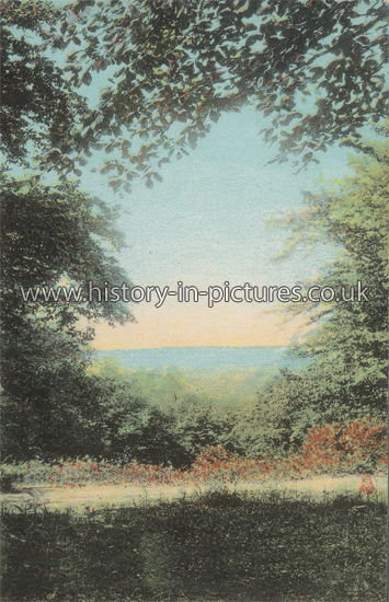 View looking towards Waltham Abbey, Essex. c.1905